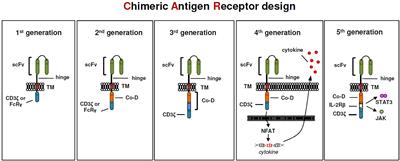 Regulatory CAR-T cells in autoimmune diseases: Progress and current challenges